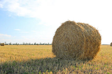 Round rolled hay bale in agricultural field on sunny day