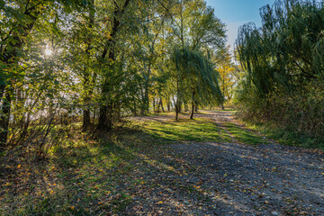 Obraz premium Autumn landscape in the park by the river on a sunny day.