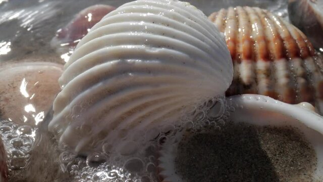 Close up footage of sea shell on beach