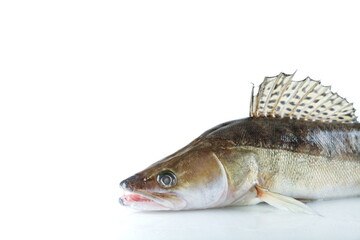 raw fish pike perch is on white background