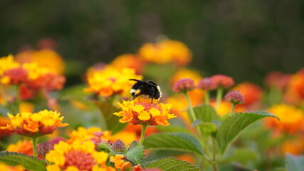 bee eats pollen on a flower