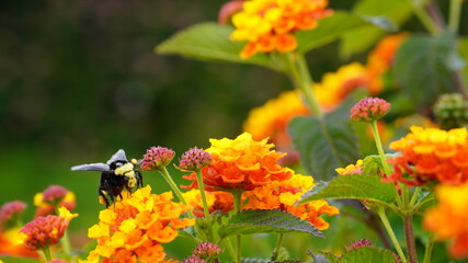 bee eats pollen on a flower