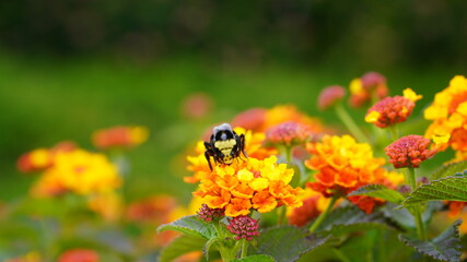 bee eats pollen on a flower