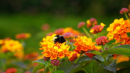 bee eats pollen on a flower
