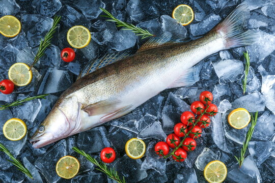 raw pike perch fish is on ice cubes. poster with chilled raw fish, rosemary, lemon and tomato