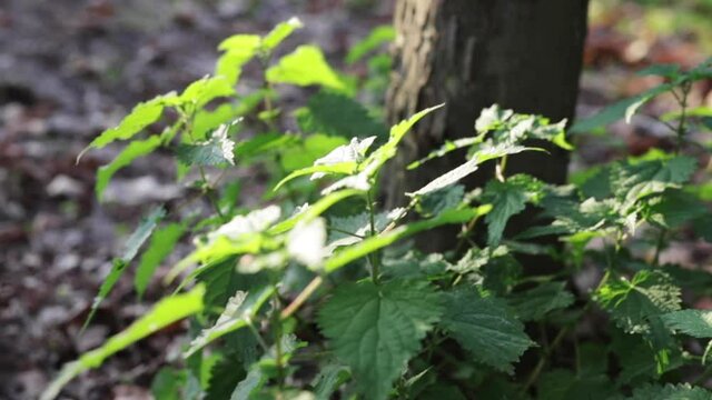 Close up of green plants under tree in Monza park in autumn