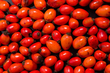 Freshly picked rose hips. Full frame shot of rose hip or rosehip