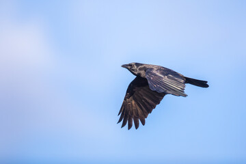 Sinister Looking But Beautiful Crow Bird In Flight Image