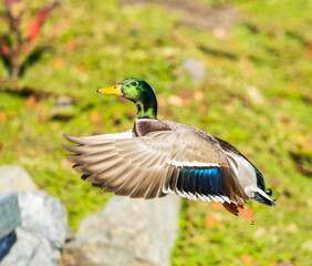 Beautiful Iridescent Green and Blue Feathers Glow in Bird In Flight Mallard Duck Image