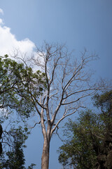 Angkor Wat Temple in the Ancient city of Angkor Thom, Siem Reap, Cambodia 