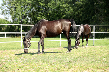 Dark bay horses in paddock on sunny day. Beautiful pets