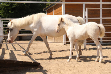 White horse with foal in paddock on sunny day. Beautiful pets