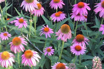 Fototapeta premium Purple coneflowers in the garden