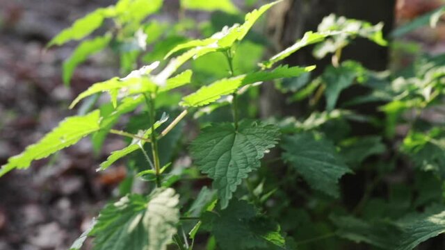 Close up of green plants under the tree in Monza park in autumn with sun rays