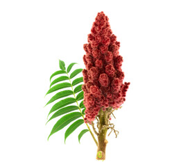 Sumac Drupe with Leaves. Culinary and Medicinal Spice. Isolated on White Background.