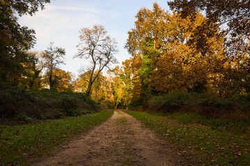 path in the forest