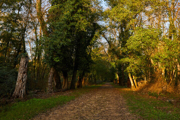 Fototapeta premium forest park