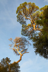Two trees, bottom view