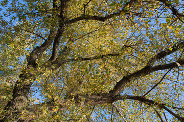 The yellowing foliage of the poplar against the blue sky. Bottom view.