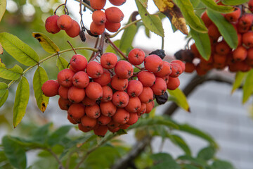 Red rowan fruits in the yard on an autumn day