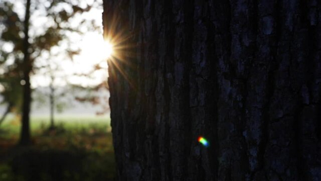 Camera in motion behind a tree with the sun appearing against the light in the park of Monza in autumn