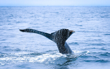 Humpback whale tail seen on whale watching tour