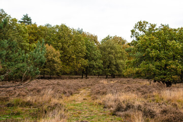 Fototapeta na wymiar Dutch autumn landscape with beautiful colored trees