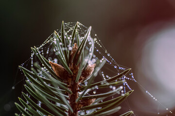 a macro picture of a top of a pine tree branch with bokeh effect because of rain drops and spider web