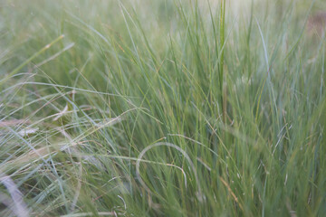  2020-11-03 A LOW ANGLE SHOTOF TALL GRASS IN EARLY MORNING FOG WITH BLURRY EDGES