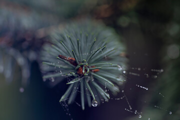 a macro picture of a top of a pine tree branch with bokeh effect because of rain drops on spider web