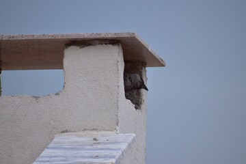 jackdaw in the chimney
