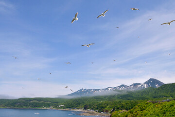 カモメの群と知床連山（北海道・知床）
