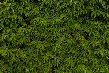 dark green leaves nature simple background wallpaper picture garden ecology concept