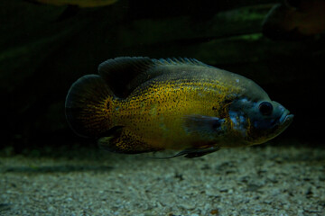 Oscar, tiger oscar, velvet cichlid, marble cichlid (Astronotus ocellatus).