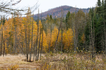 Fototapeta premium Tamaracks at beaver pond