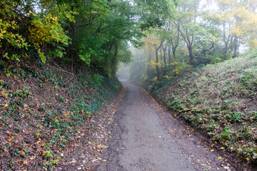 Fototapeta premium Paththrough a misty forest