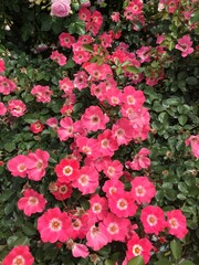 Naklejka premium pink old roses