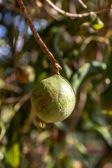 Macadamia nuts on the evergreen tree, macadamia plantation in Brazil