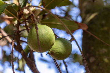 Macadamia nuts on the evergreen tree, macadamia plantation in Brazil