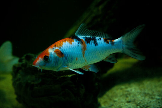The Scrapermouth mbuna (Labeotropheus trewavasae).