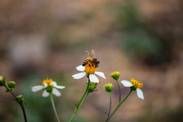 Abeja polinizando una flor sobre un fondo borroso.