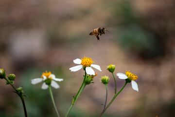 Abeja polinizando una flor sobre un fondo borroso.