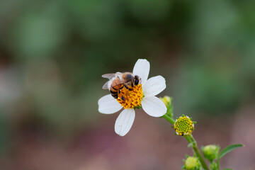 Abeja polinizando una flor sobre un fondo borroso.