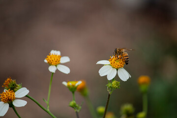 Abeja polinizando una flor sobre un fondo borroso.