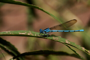 Libelula en una planta, en Huaxtla, Jalisco.