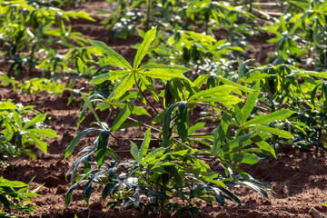 cassava or manioc plant on field in Brazi