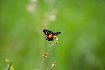Mariposa negra sobre una flor