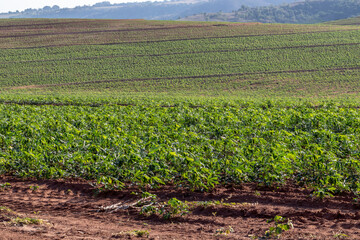 cassava or manioc plant on field in Brazi
