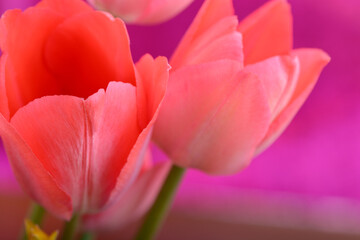 Fototapeta na wymiar Red flower tulip. Group of colorful tulip. Bright colorful tulip close up for greetings card.