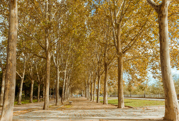 Poplar trees in autumn with yellow leaves